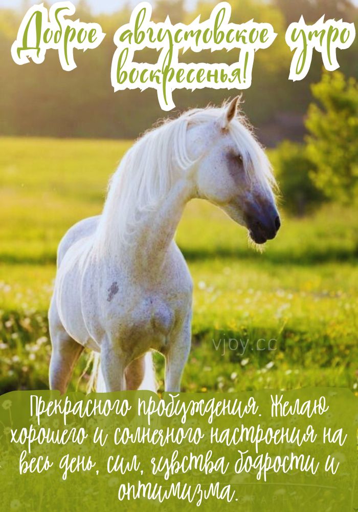 Чудесного воскресного утра августа! 