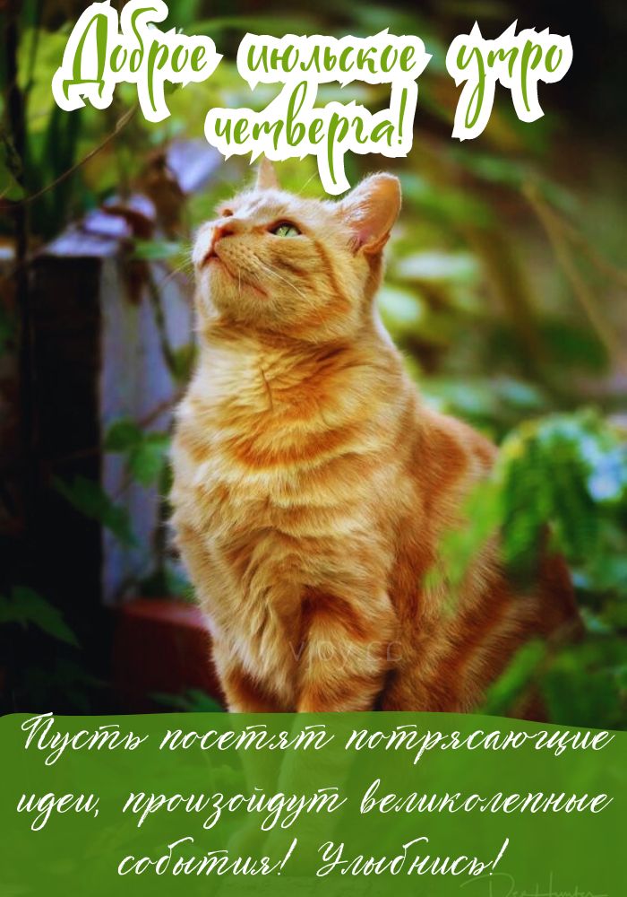 Четверг, прекрасного июльского утра.