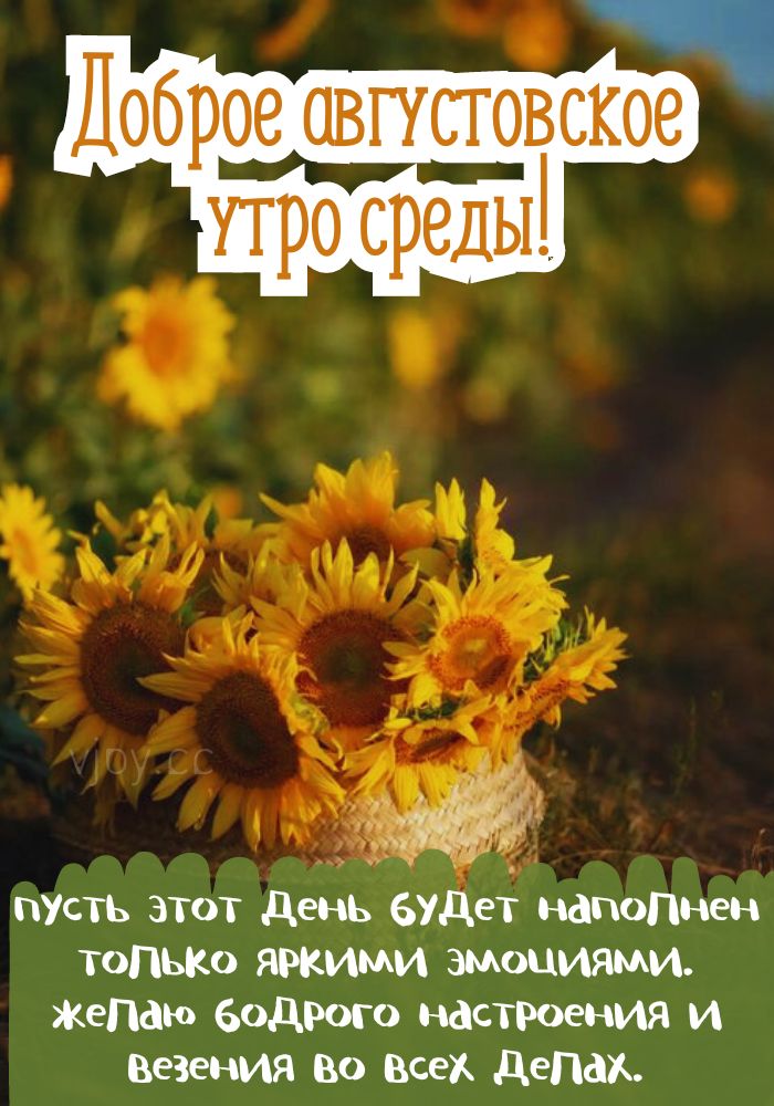 Августовское чудесное утро среды.
