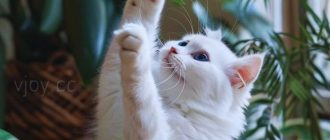 Картинки - Добрий ранок, Софія! (50 фото) 3